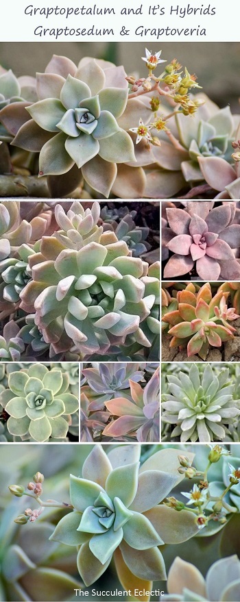 Learn to identify and grow graptopetalum and its hybrids graptosedum and graptoveria