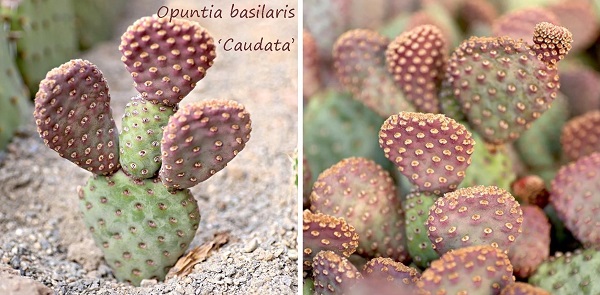opuntia basilaris 'Caudata' - cold hardy flowering prickly pear cactus