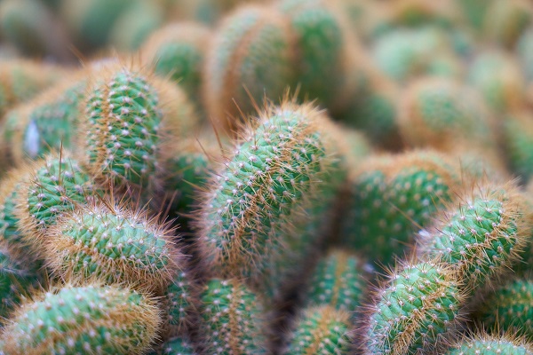 Opuntia cylindrica cristata - brain cactus