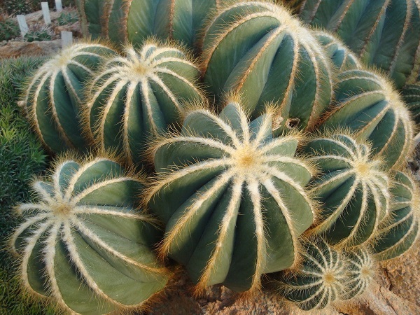 Echinocactus grusonii or golden barrel cactus