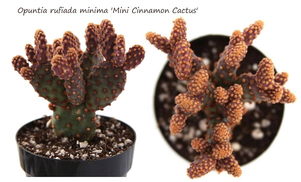 Opuntia rufiada minima - 'Mini Cinnamon Cactus'