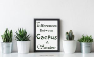 Read more about the article What’s the Difference Between Cactus and Succulents?
