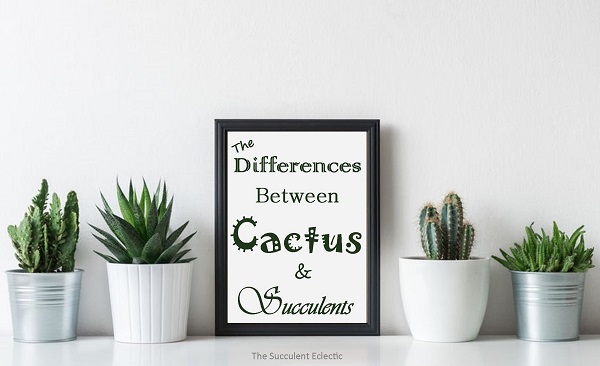 You are currently viewing What’s the Difference Between Cactus and Succulents?