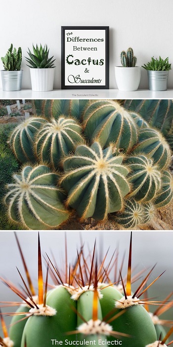 Learn all about the differences between cactus and succulents!