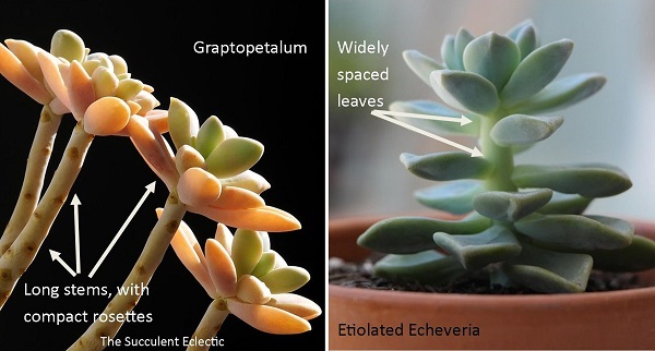 illutsration comparing graptopetalum stems with an etiolated echeveria