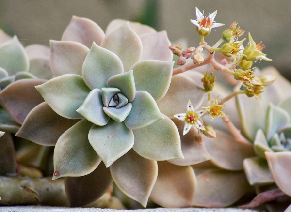 Graptopetalum paraguayense, the ghost plant succulent in bloom