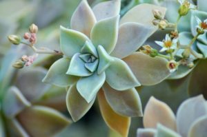 Read more about the article Species Spotlight ~ Graptopetalum & Hybrids