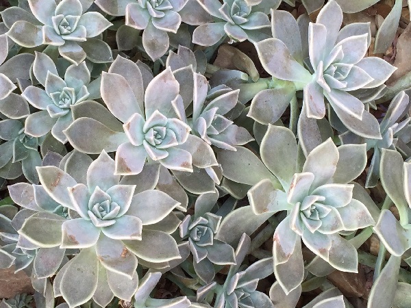 full bed of Graptopetalum paraguayense, the ghost plant succulent