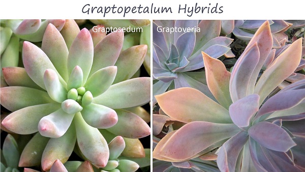 graptopetalum hybrods graptosedum and graptoveria