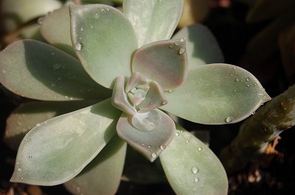 water droplets on Graptopetalum paraguayense, the ghost plant succulent