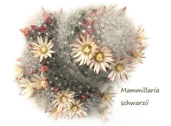 millaria schwarzii cactus in bloom from Leaf & Clay