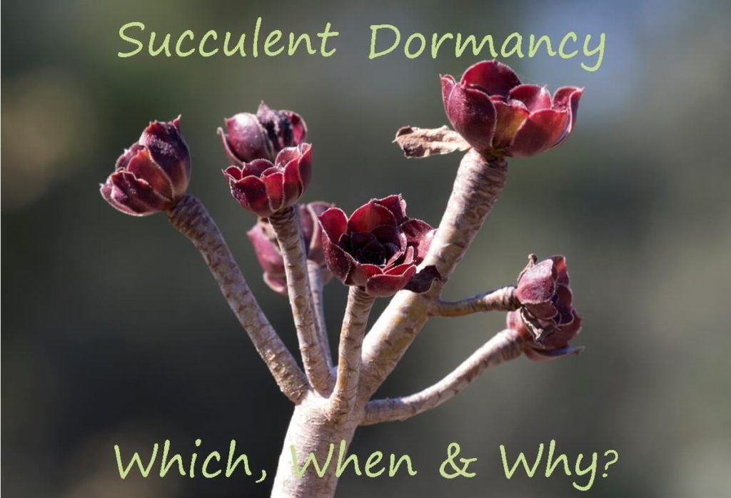 succulent dormancy which when and why 4