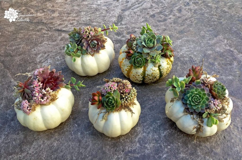 Succulent pumpkins on mini white pumpkins