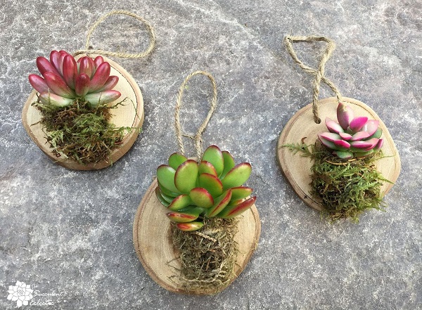 You are currently viewing DIY Wood Slice Ornaments with Succulents!