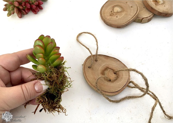 wrap succulent cuttings with moss to add to wood slice ornaments