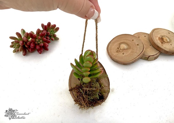 rustic Christmas ornament made from wood slices and succulent cuttings