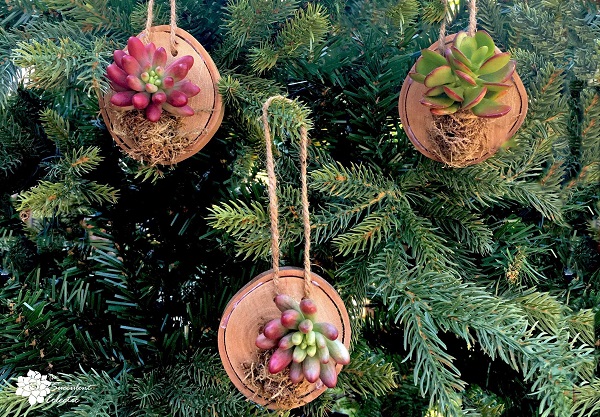 3 wood slice ornaments with succulents hanging on Christmas tree