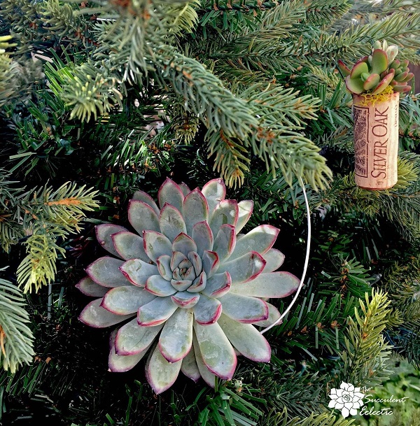 DIY Living succulent Christmas ornaments and wine cork ornament