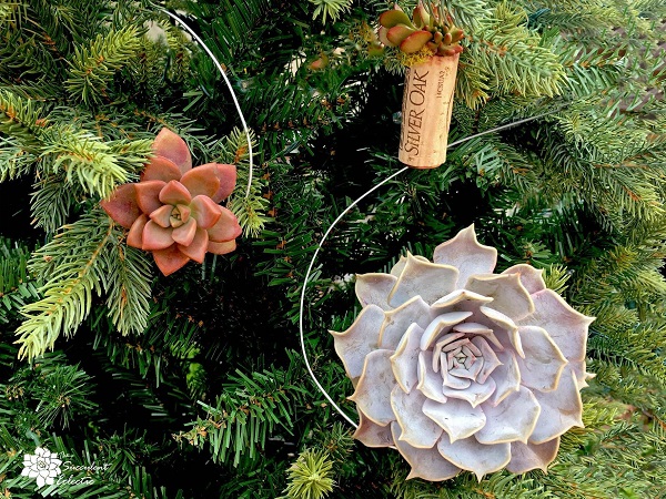 DIY Living succulent Christmas ornaments echeveria and graptoveria