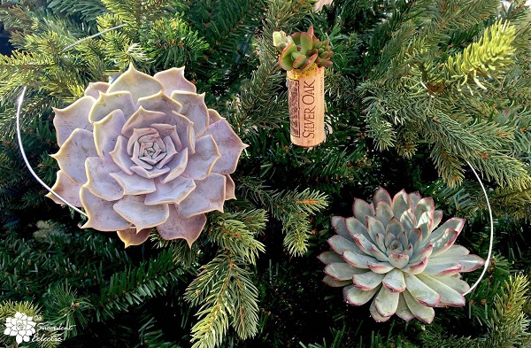 You are currently viewing DIY Hanging Succulent Christmas Ornaments!