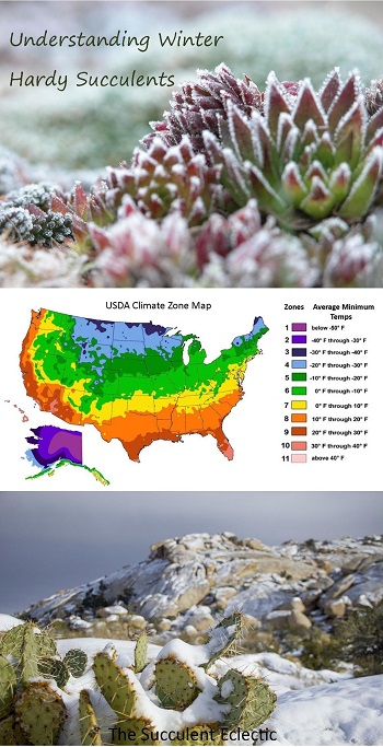 Understanding winter hardy succulents and their care