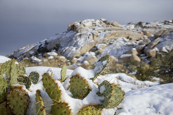 opuntia prickly pear cactus is a winter hardy succulent growing in snow