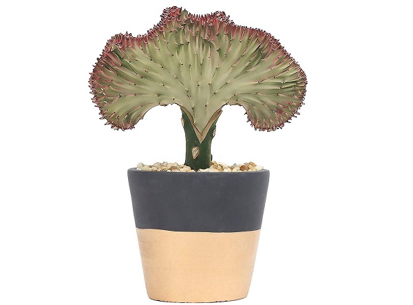 euphorbia lactea cristata in a handsome pot is a great gift for succulent lovers