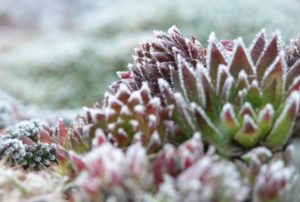 Read more about the article Understanding Winter Hardy Succulents