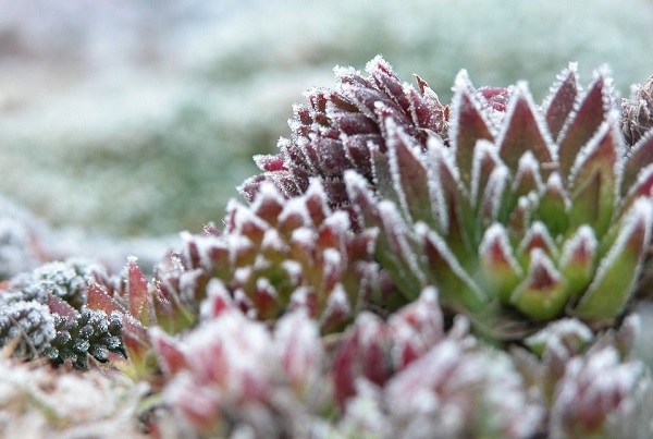 sempervivum are winter hardy succulents - seen here with snow on its rosettes