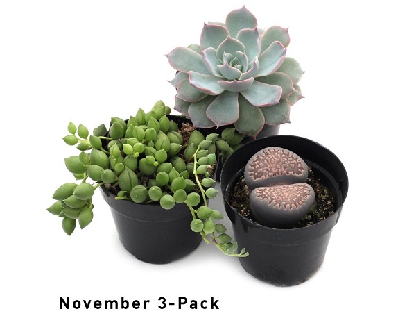 subscribe to succulents of the month club with Leaf & Clay