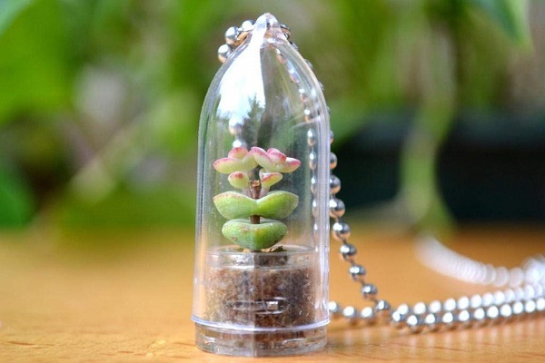 living succulent insode a necklace pendant makes a perfect gift for succulent lovers