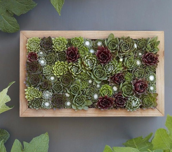 living picture succulent wall planter makes a great gift for succulent lovers