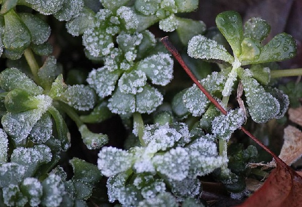 winter hardy succulents sedum with ice crystals on the leaves