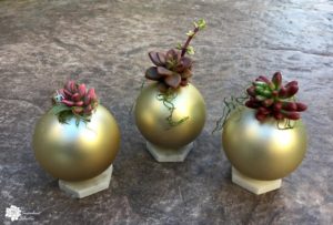 Read more about the article DIY Christmas Balls with Living Succulents!