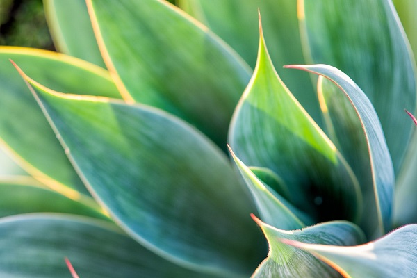 variegated foliage of unarmed agave plant