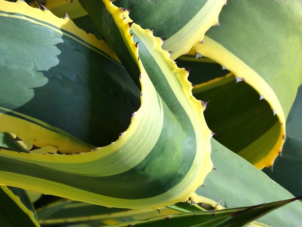 closeup of variegated agave foliage with spines
