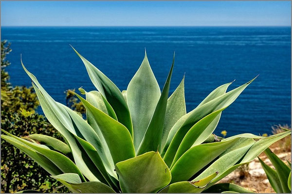 unarmed agave growing in full sun, overlooking the sea