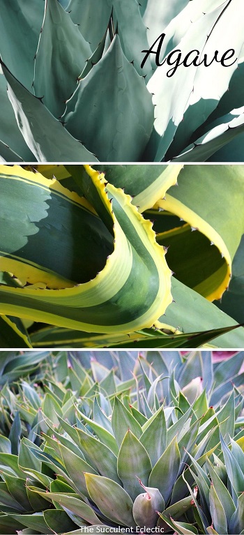 All about growing agaves and how to protect them from snout weevil