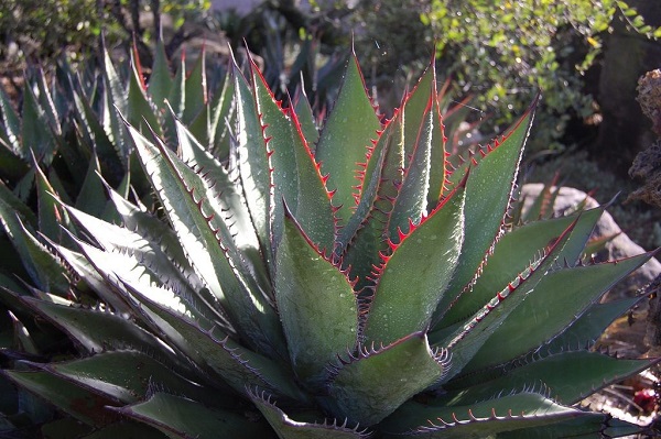 Agave shawii with fiery red spines