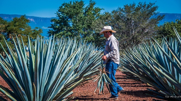 Agave tequiliana, blue agave is harvested  manually