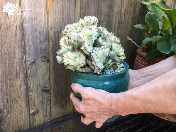 judge when to water succulents by touch lifting pot to judge by weight