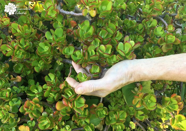 monitoring succulent health through touch is an important part of succulent care