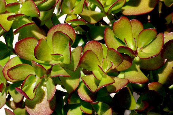 crassula ovata - jade plant is one of the easiest succulent to propagate by stem cuttings