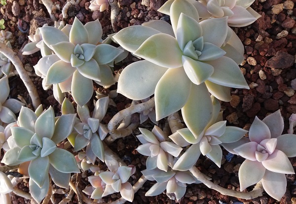Graptopetalum_paraguayense_ - one of the easiest succulents to propagate