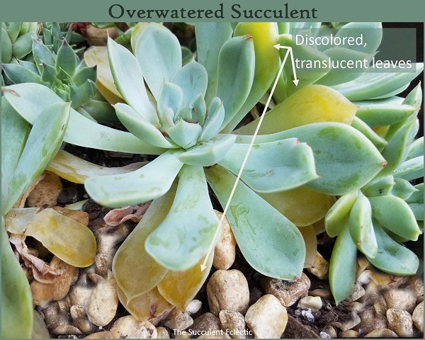 signs of overwatered succulents