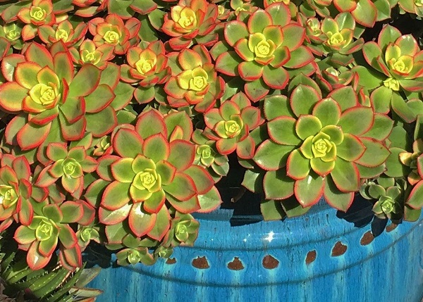 aeonium kiwi is one of the easiest succulents to propagate by stem cuttings