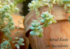Read more about the article Aerial Roots on Succulents