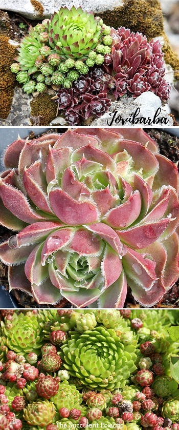 All about jovibarba and how it differs from sempervivum