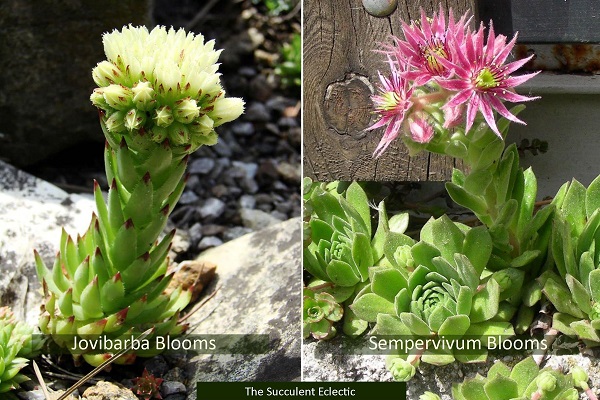 illustration of differences between jovibarba and sempervivum flowers