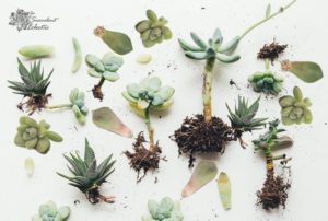 Read more about the article 12 Easiest Succulents to Propagate!
